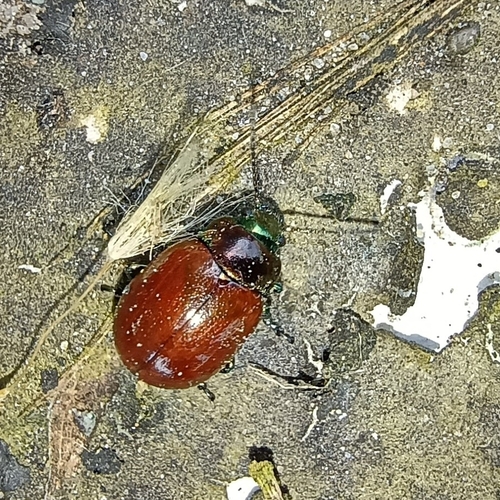 Knotgrass leaf beetle, Peizerwold, Peizerwold, 9321 TA Peize, Netherlands, photo 8 of 10