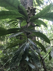 Pittosporum rubiginosum