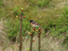 European Stonechat