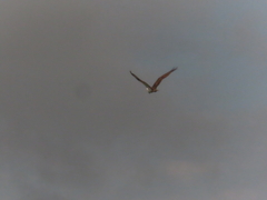 Osprey