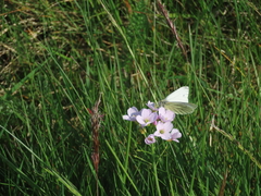 Green-veined White
