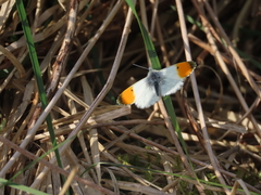 orange-tip