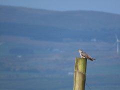 Common Cuckoo