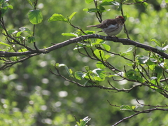 Redpoll