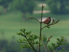 Dunnock
