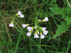 Cuckooflower