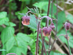 Water Avens