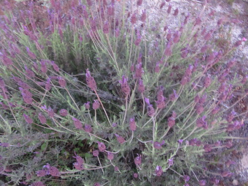 Lavandula pedunculata
