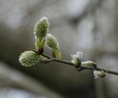 Salix caprea