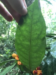 Pittosporum rubiginosum