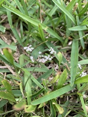 Limnosciadium pumilum