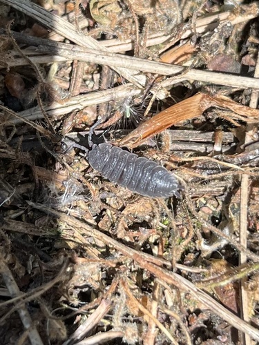 Common Rough Woodlouse