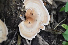 Microporellus obovatus