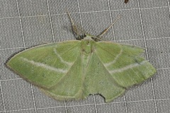 Iulops argocrana