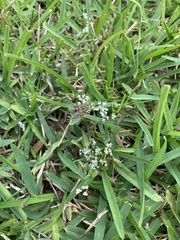 Limnosciadium pumilum