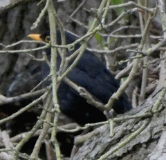 Turdus merula
