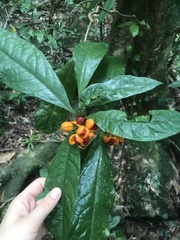 Pittosporum rubiginosum