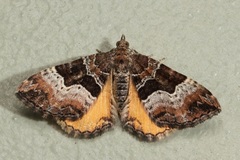 Chrysolarentia