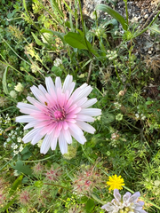 Crepis rubra