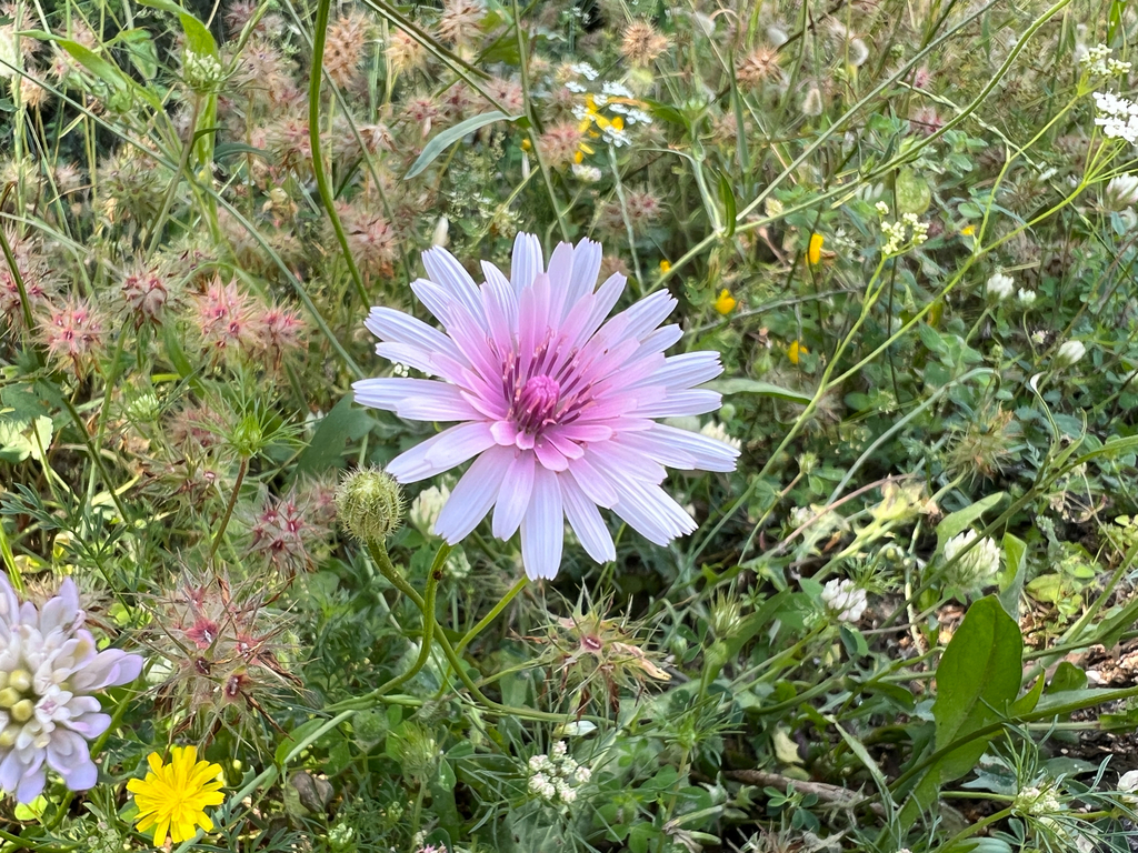 Crepis rubra; photograph (c) paulchallinor, some rights reserved (CC BY)