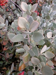 Kalanchoe bracteata