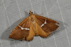 Chrysolarentia leucozona