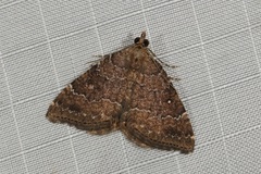 Chrysolarentia heteroleuca