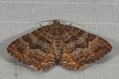 Chrysolarentia bichromata