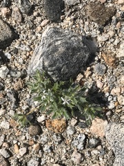 Loeseliastrum schottii