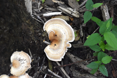 Microporellus obovatus