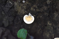 Microporellus obovatus