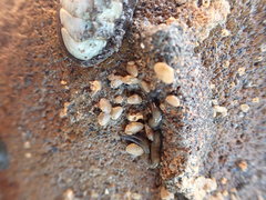 Borniola reniformis