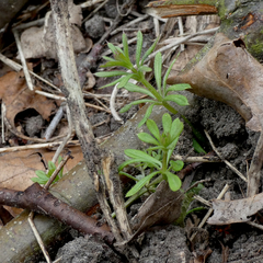 Galium aparine