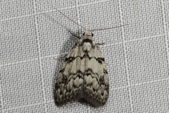 Nola melanogramma