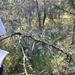 Acacia gerrardii