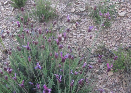 Lavandula pedunculata iNat (1)