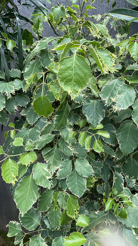 Polyscias paniculata