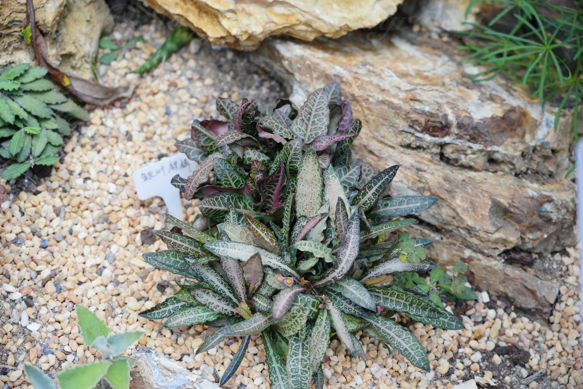 Euphorbia boiteaui