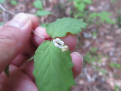 Viburnum phlebotrichum
