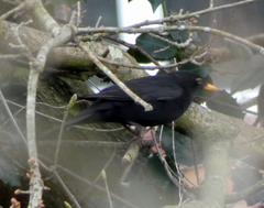 Turdus merula
