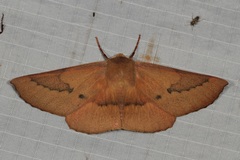 Monoctenia falernaria