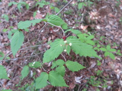 Viburnum phlebotrichum