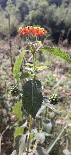 common lantana