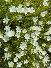 Limnanthes