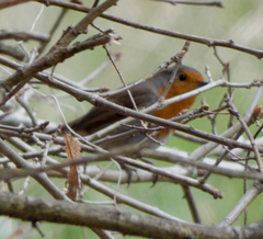 Erithacus rubecula