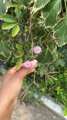 Sensitive Plant
