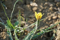 Pseudopodospermum molle