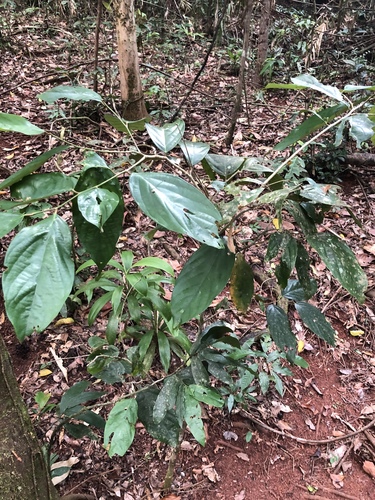 Cleistanthus oblongifolius observed 2020-02-11