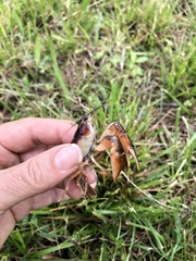 Procambarus steigmani