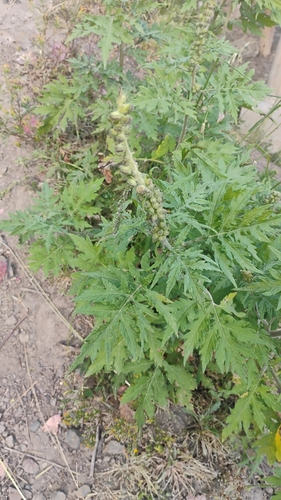 Ambrosia arborescens, photograph 4
